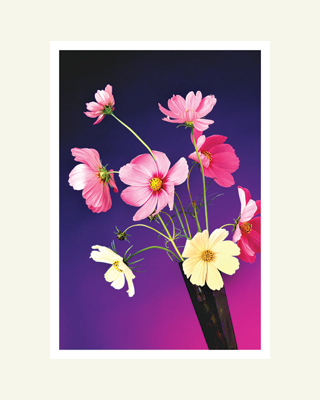 Cosmos in Vase- Matted Archival Print