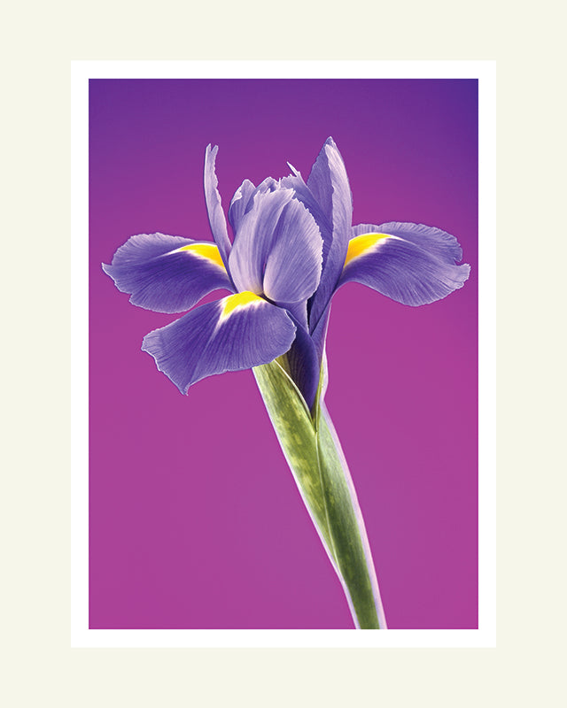 Magenta Iris- Matted Archival Print