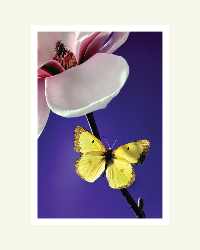 Magnolia and Butterfly - Matted Archival Print