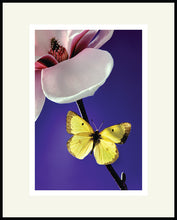 Load image into Gallery viewer, Magnolia and Butterfly - Matted Archival Print
