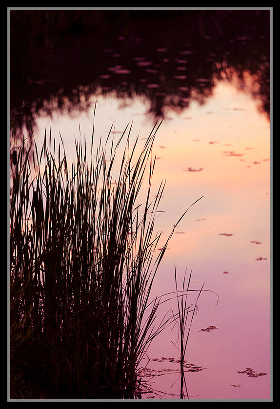 Pond Reeds - Canvas Prints