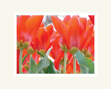 Load image into Gallery viewer, Red Tulips - Matted Archival Print

