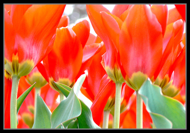 Red tulips -  Canvas Prints