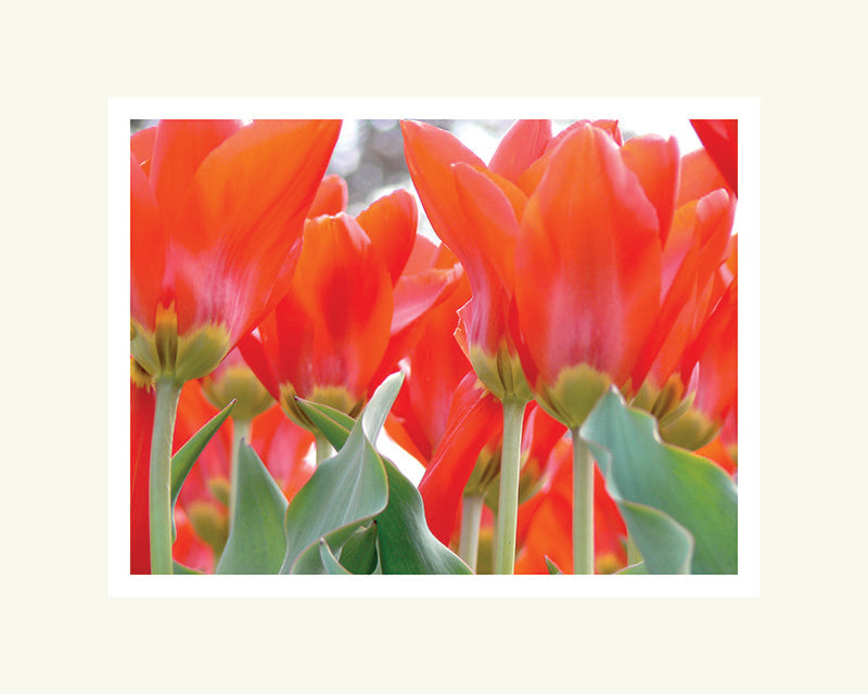 Red Tulips - Matted Archival Print