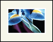 Load image into Gallery viewer, Signature Iris - Matted Archival Print
