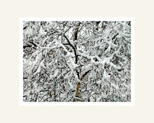 Load image into Gallery viewer, Snow On Branches - Matted Archival Print
