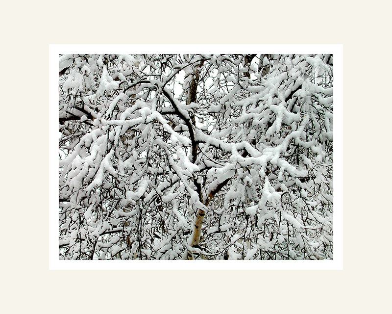 Snow On Branches - Matted Archival Print