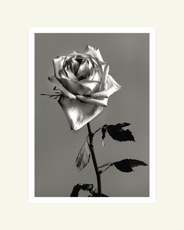 Valentine Rose  - Black and White Archival Print