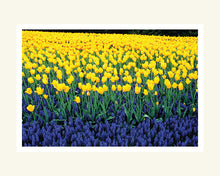 Load image into Gallery viewer, Yellow Tulips- Matted Archival Print
