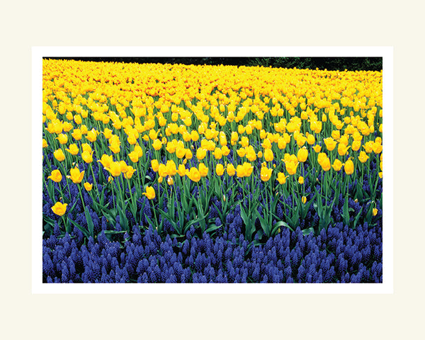 Yellow Tulips- Matted Archival Print