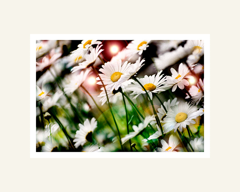 Back Yard Daisies by Tony Mihok. Photograph of daisies.
