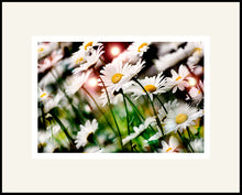 Load image into Gallery viewer, Backyard Daisies - Matted Archival Print
