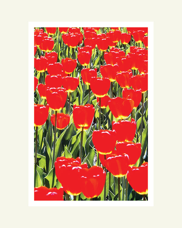 Red Tulip Bed- Matted Archival Print