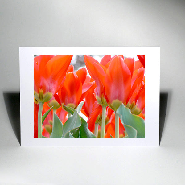 Red Tulips- Art Cards
