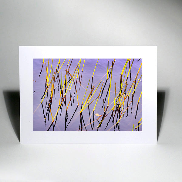 Reeds- Art Cards